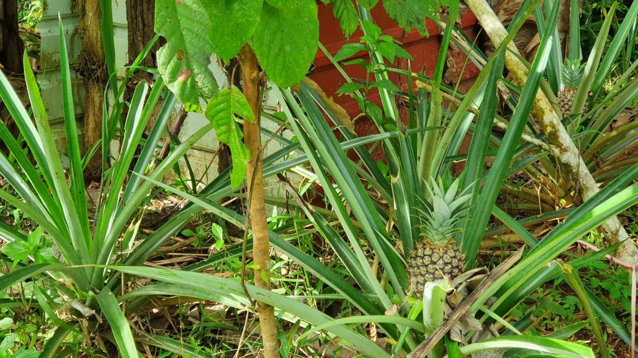 Jungle Eco Reserve Colon Exterior foto